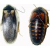 Levende Kakerlakker 10 stk. (Sendes Ikke)