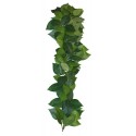Ficus hængeplante - 35cm