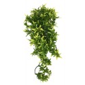 Croton plante - 40cm.