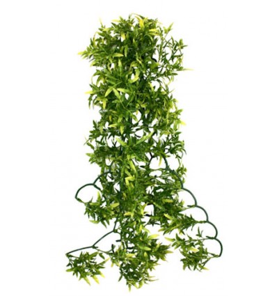 Croton plante - 60cm.
