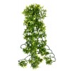 Croton plante - 60cm.