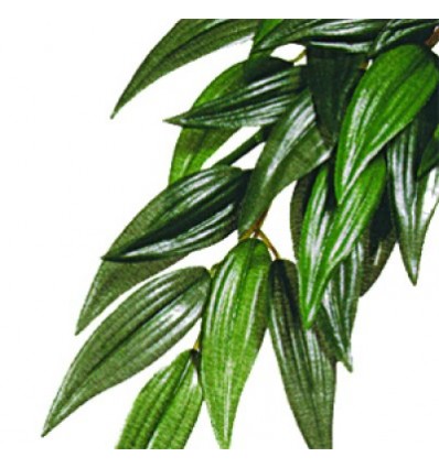 Rucus plante I Silke 60 cm.