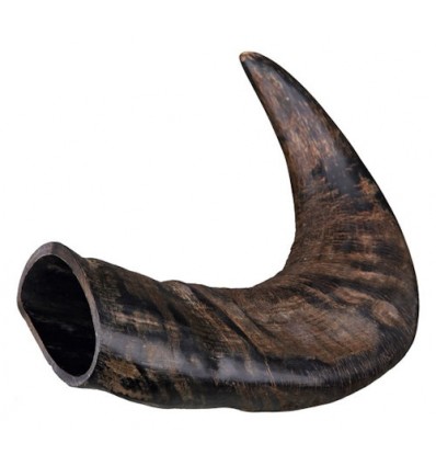 Bøffel horn +- 50 cm. 1 stk.