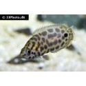 Leopard buskfisk (Ctenopoma acutirostre)