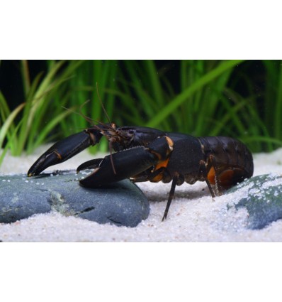 Black scorpion krebs (Cherax sp. Black scorpion)