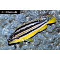 Gylden Malawi-cichlide (Melanochromis auratus)
