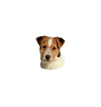 Dekal Jack Russel Terrier Lille ca. 8 cm.