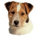 Dekal Jack Russel Terrier Lille ca. 8 cm.