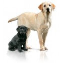 Royal Canin Labrador Retriever Puppy 12 kg.