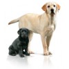 Royal Canin Labrador Retriever Adult 12 kg.
